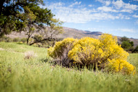 Spring Mtn Ranch